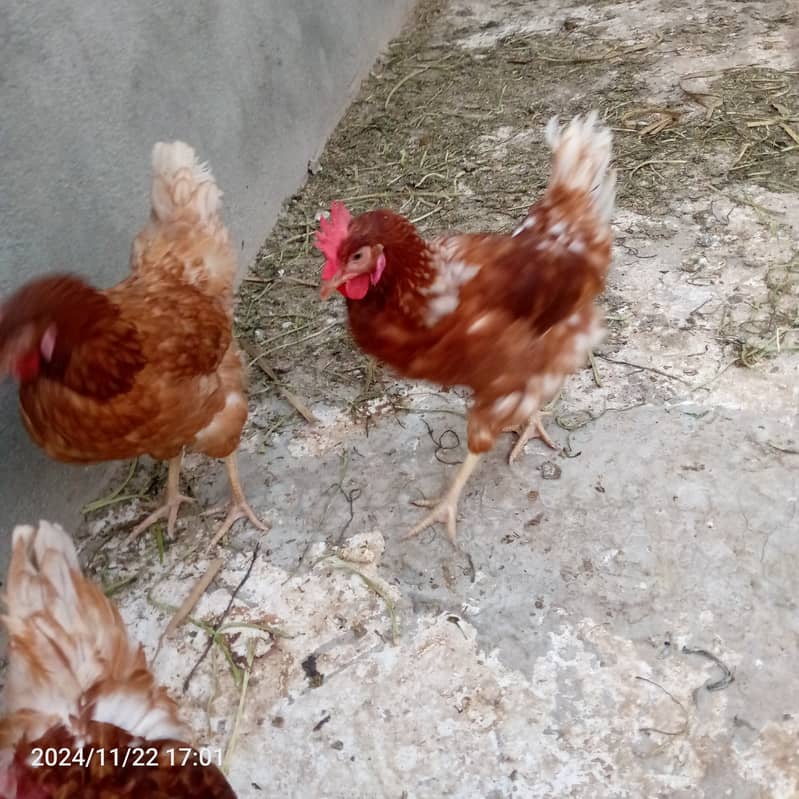 Lohman Brown Egg laying Hens 2