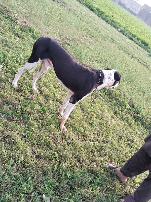 bully dog for sale 2