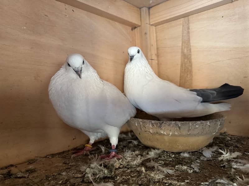 Mix Pigeon Pair Kabutar 1