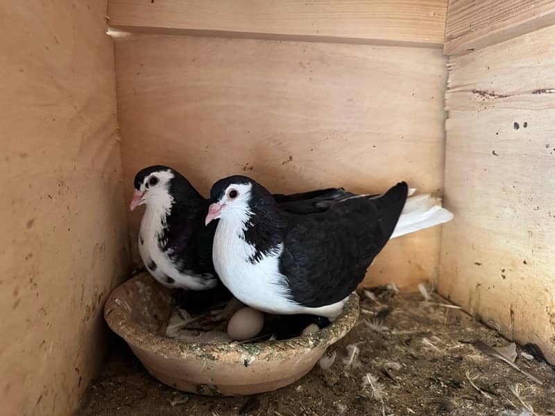 Mix Pigeon Pair Kabutar 3