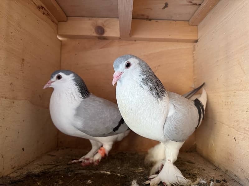 Mix Pigeon Pair Kabutar 4