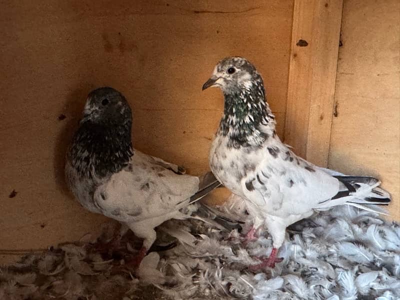 Mix Pigeon Pair Kabutar 6