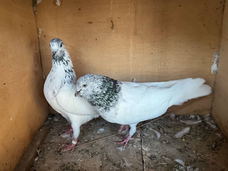 Mix Pigeon Pair Kabutar 10