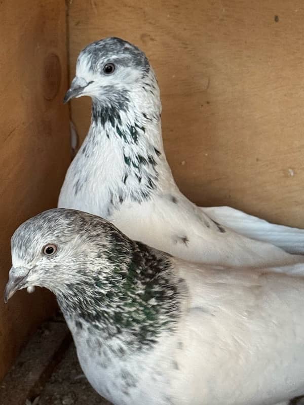 Mix Pigeon Pair Kabutar 11