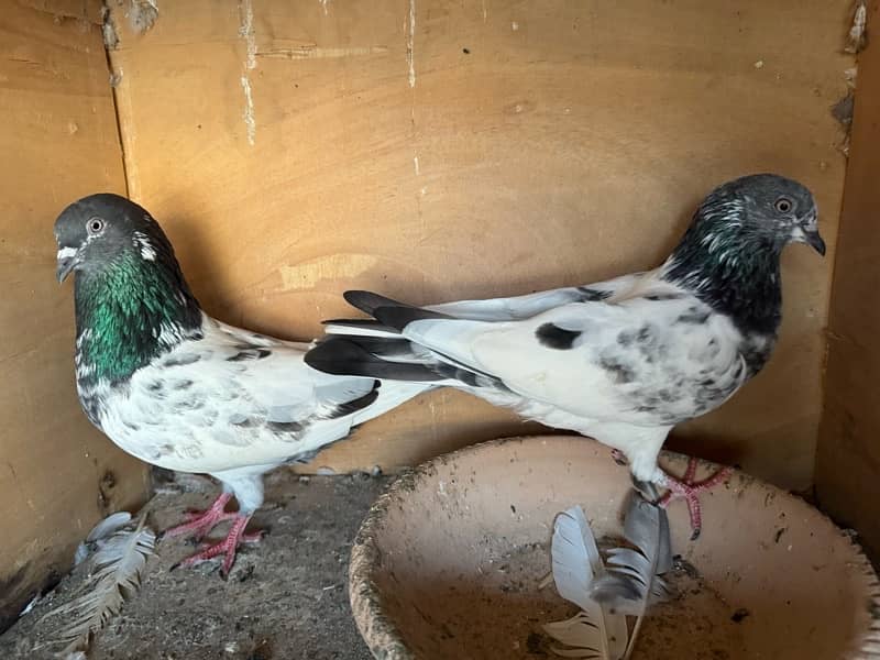 Mix Pigeon Pair Kabutar 12