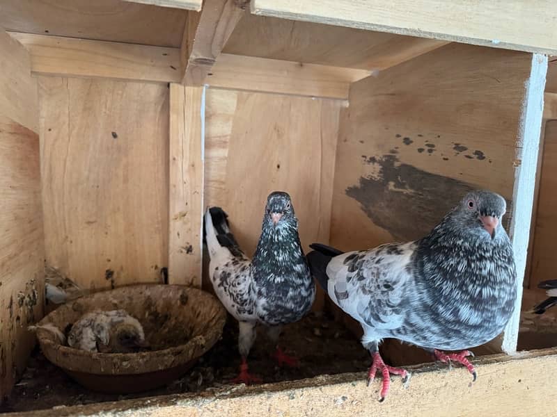 Mix Pigeon Pair Kabutar 13