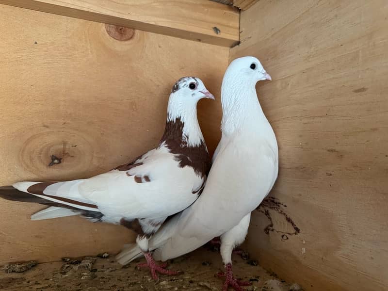 Mix Pigeon Pair Kabutar 16