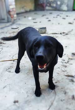 Labrador non pedigree female Dog