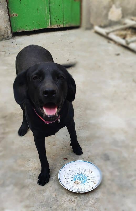 Labrador non pedigree female Dog 1