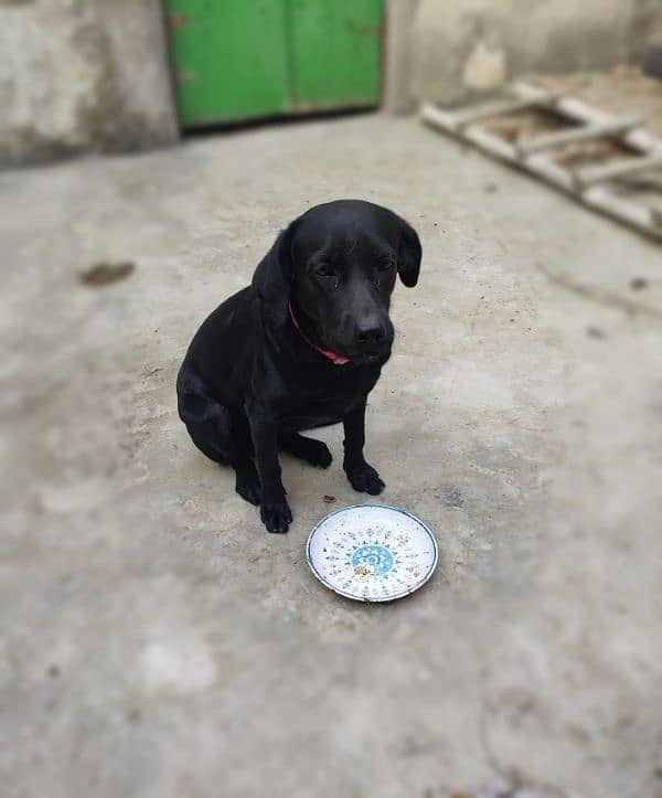 Labrador non pedigree female Dog 2