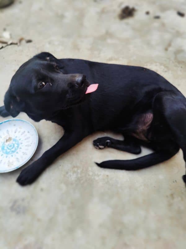 Labrador non pedigree female Dog 3