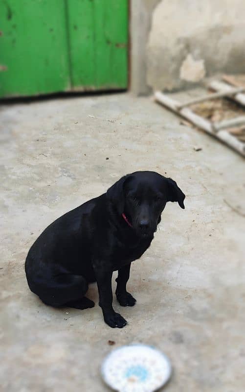 Labrador non pedigree female Dog 4