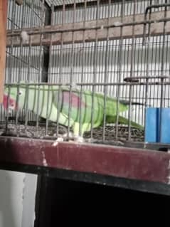 raw parrot confrim breeder pair ready for breeding