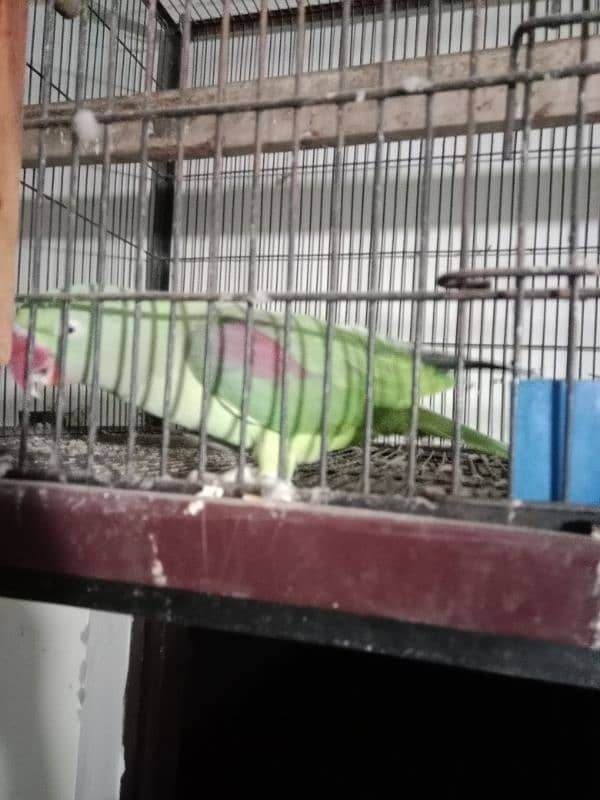 raw parrot confrim breeder pair ready for breeding 0