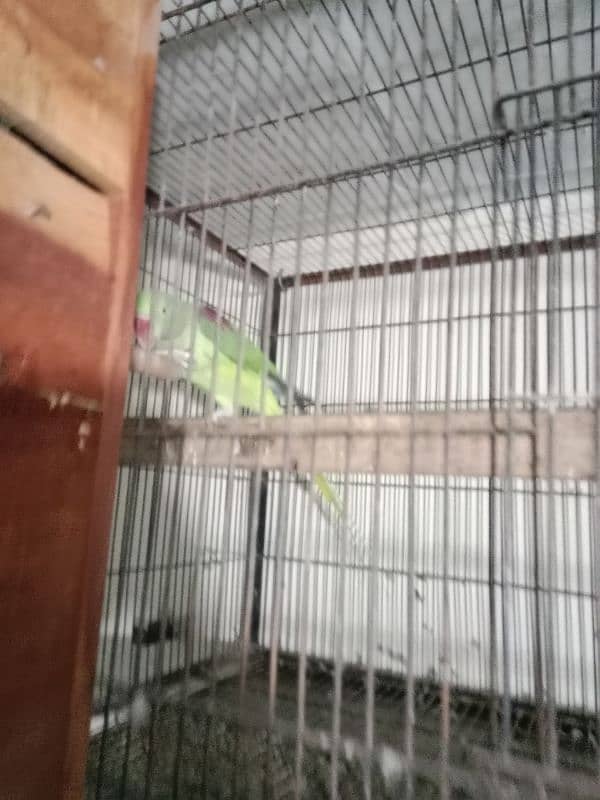 raw parrot confrim breeder pair ready for breeding 1