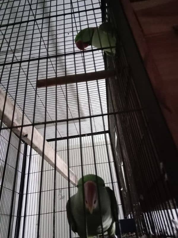 raw parrot confrim breeder pair ready for breeding 2