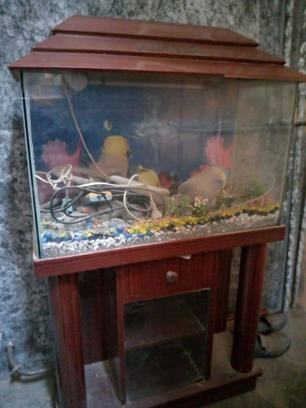 fish aquarium 1