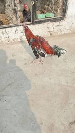 ayam