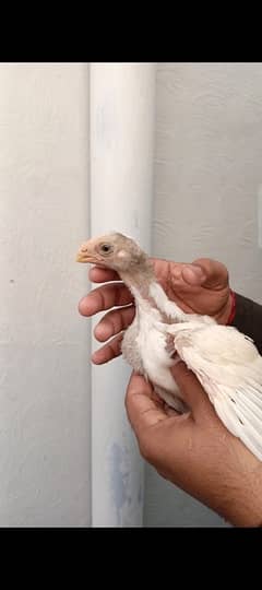 Indian parrot beak