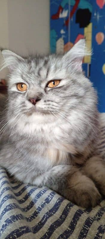 Persian cat 2 years old female cat very friendly and vaccinated 0