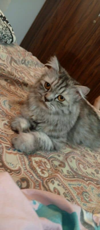 Persian cat 2 years old female cat very friendly and vaccinated 1