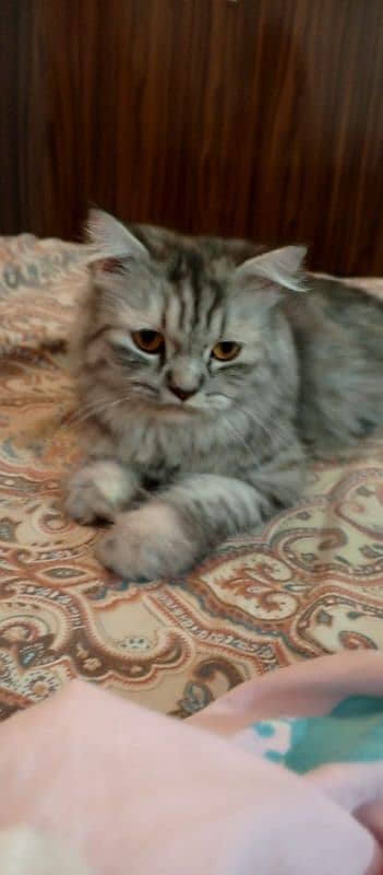 Persian cat 2 years old female cat very friendly and vaccinated 4