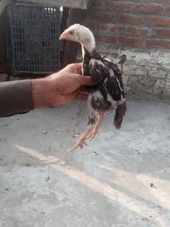 Chicks 2 Pair for Sale WA 03478043056