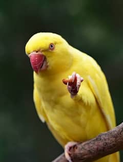 Lutino  Ringneck Parakeet for Sale Bright yellow