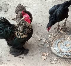 bentam hens A breeder pair available in fateh jang