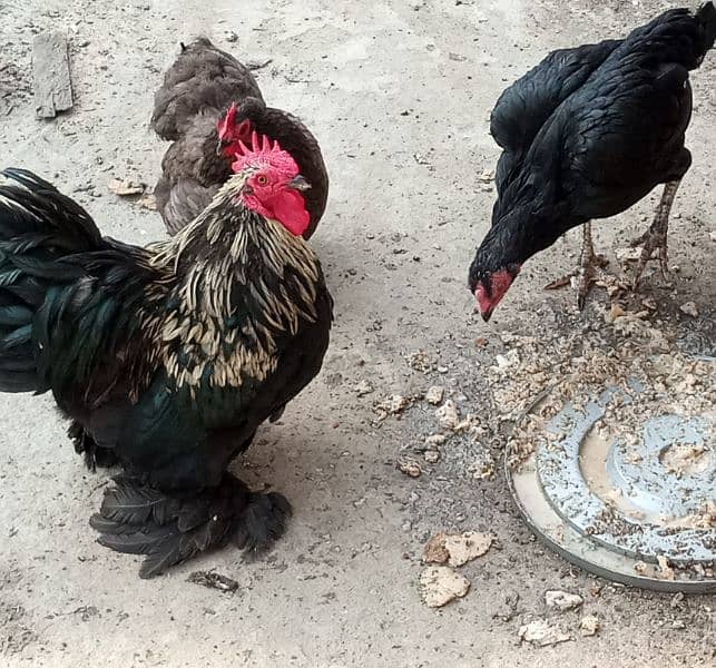 bentam hens A breeder pair available in fateh jang 0