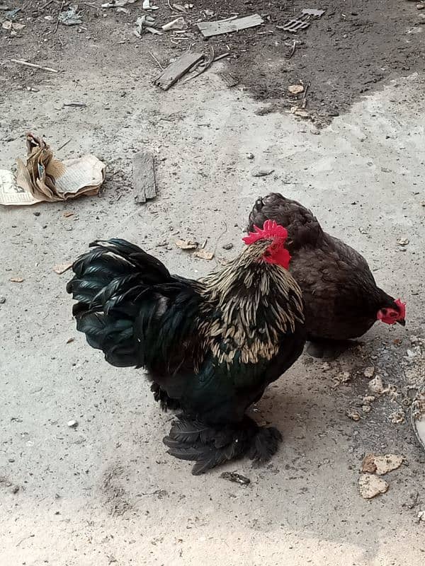 bentam hens A breeder pair available in fateh jang 1