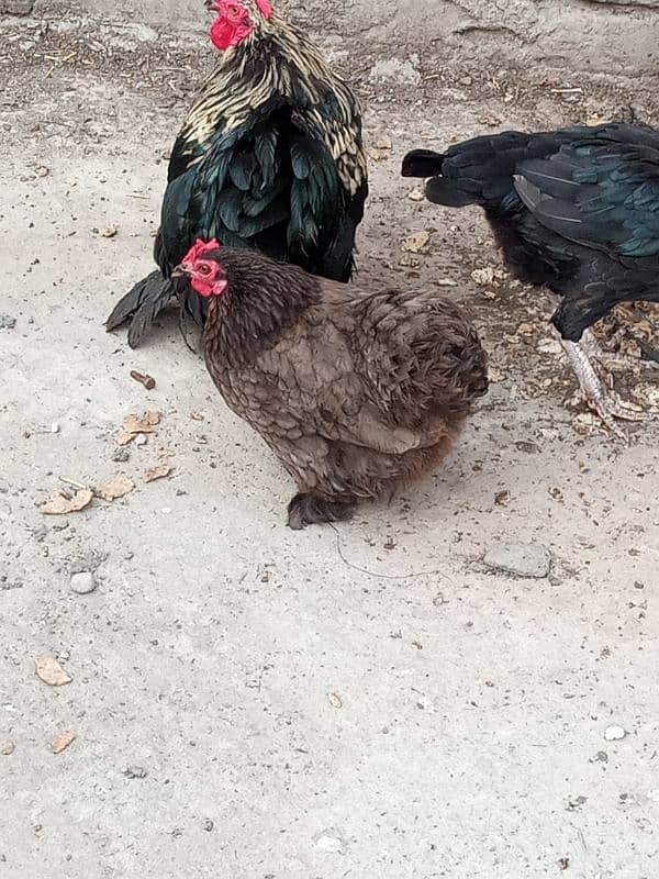 bentam hens A breeder pair available in fateh jang 2