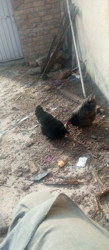 bentam hens A breeder pair available in fateh jang 4