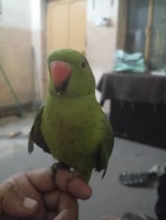 parrot