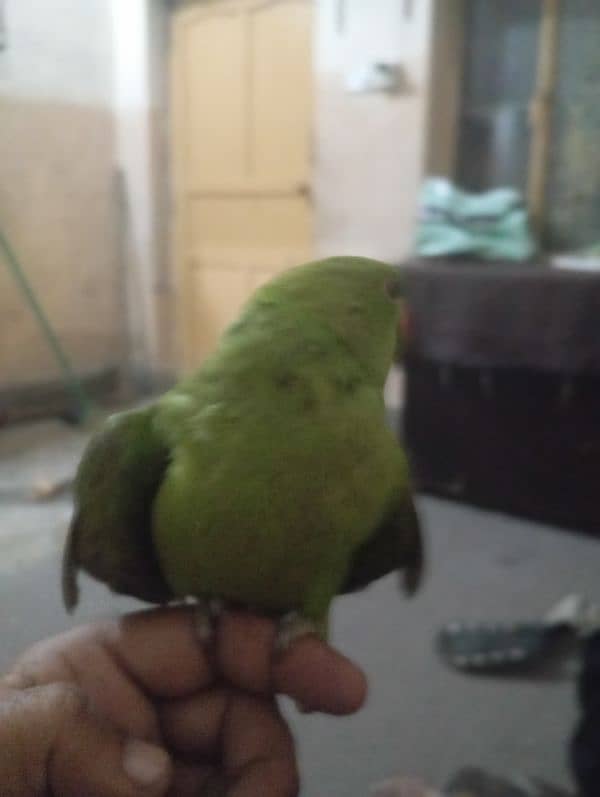 parrot 1