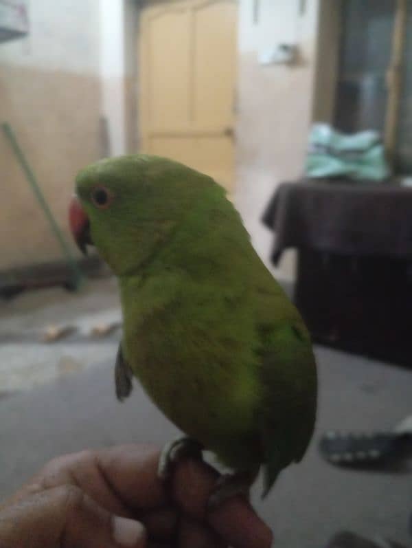 parrot 2