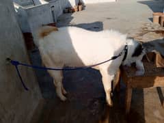 Gulabi breed