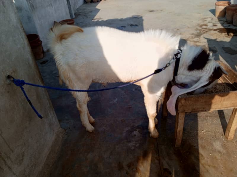 Gulabi breed 1