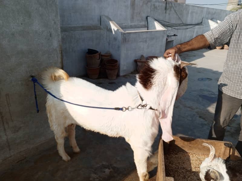 Gulabi breed 2