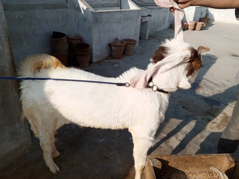 Gulabi breed 6