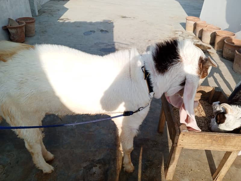 Gulabi breed 7