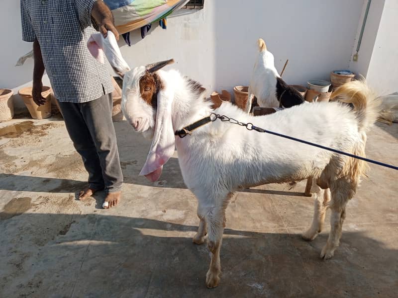 Gulabi breed 9