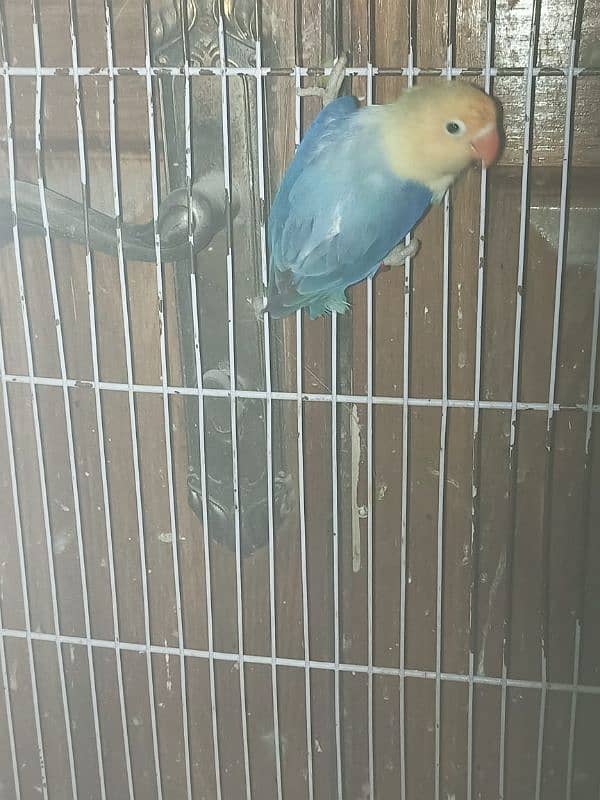 love bird pale fellow creamino albino WhatsApp 03364807961 0