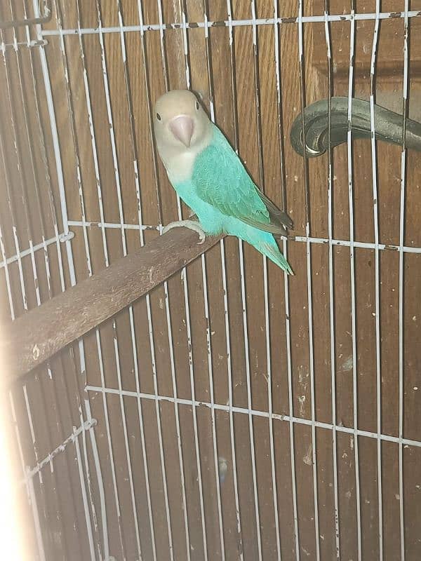 love bird pale fellow creamino albino WhatsApp 03364807961 1