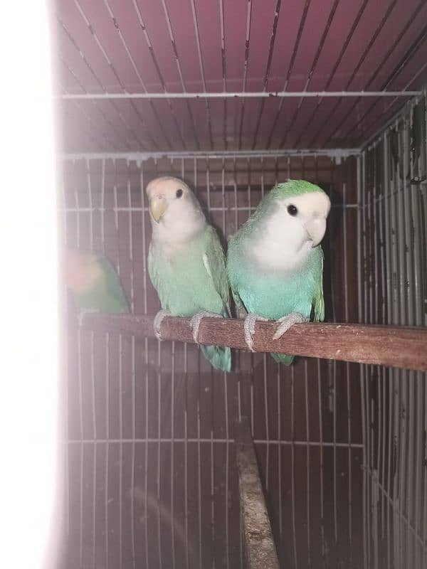 love bird pale fellow creamino albino WhatsApp 03364807961 3