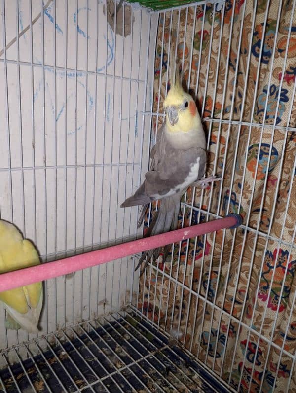 birds setup for sale 0