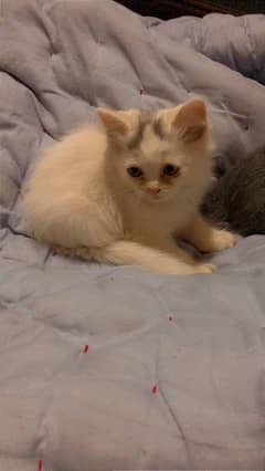 Long court Persian Male Kitten