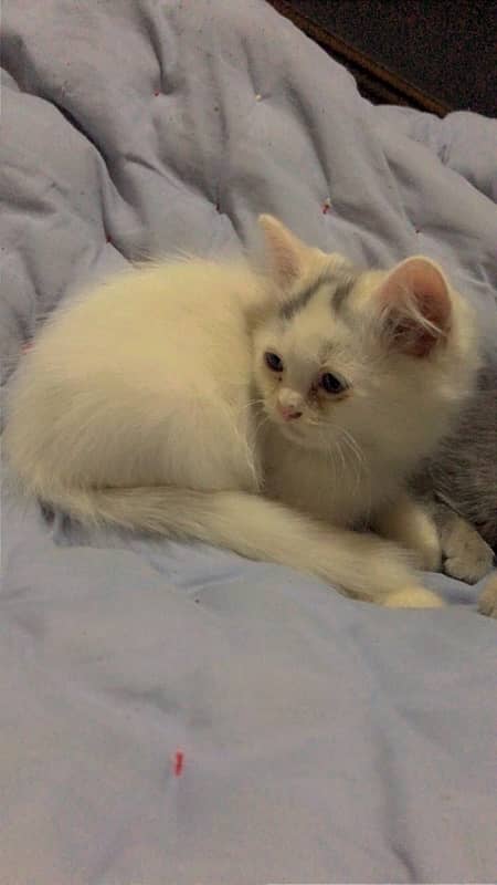 Long court Persian Male Kitten 1