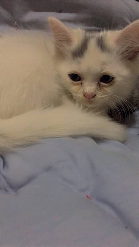 Long court Persian Male Kitten 2