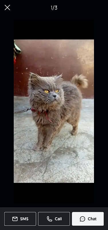 punched face triple coated persian cat. . 1